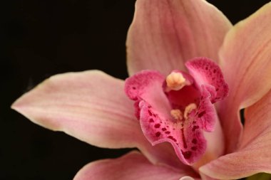 orchid flower on dark background