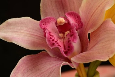 orchid flower on dark background