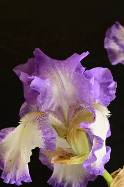 İris çiçeği yaklaş 