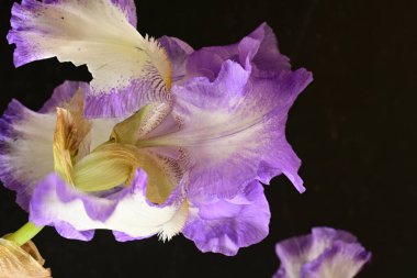 İris çiçeği yaklaş 