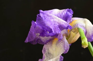 Mor iris yakın çekim 