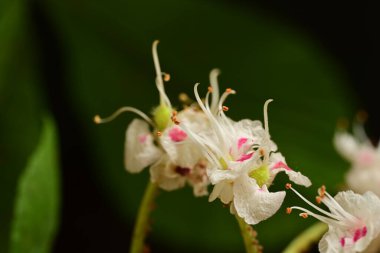 Ceviz ağacı çiçekleri kapanıyor.