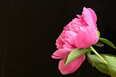 Siyah arka planda güzel pembe şakayık