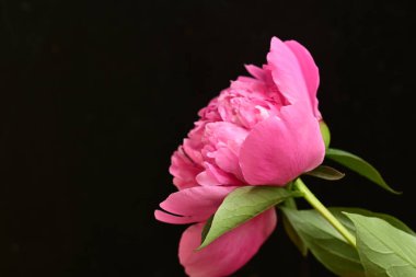 Siyah arka planda güzel pembe şakayık