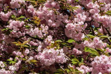 Ağaçlarda açan güzel pembe bahar çiçekleri  