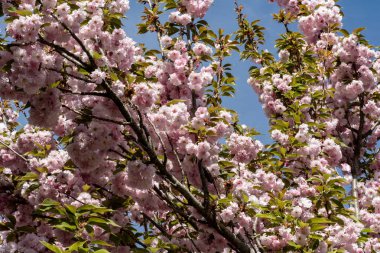 Ağaçlarda açan güzel pembe bahar çiçekleri  