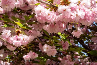 Ağaçlarda açan güzel pembe bahar çiçekleri  