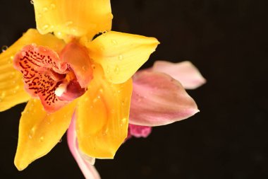 Yakından - güzel sarı orkide çiçeğinin manzarası