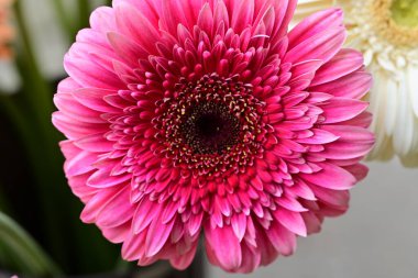 Gerbera papatya çiçeği, yaklaş. 