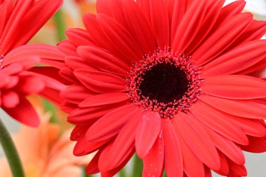 Gerbera papatya çiçeği, yaklaş. 