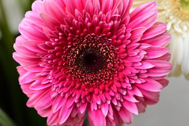 Gerbera papatya çiçeği, yaklaş. 