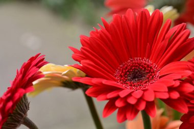 Gerbera papatya çiçeği, yaklaş. 