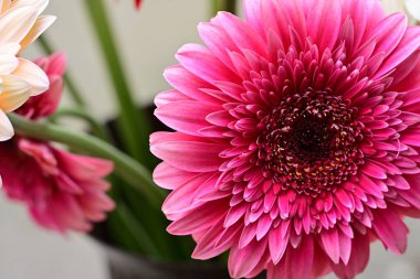 Gerbera papatya çiçeği, yaklaş. 