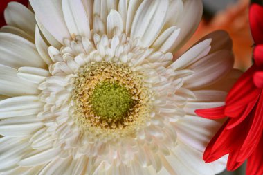 Gerbera papatya çiçeği, yaklaş. 
