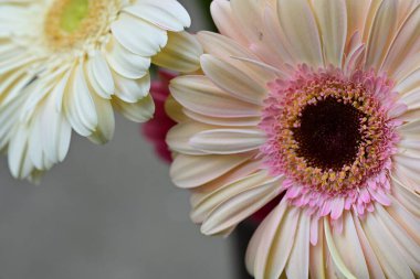 Gerbera papatya çiçeği, yaklaş. 