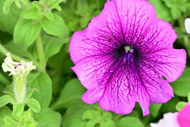 Bahçedeki güzel pembe çiçekler