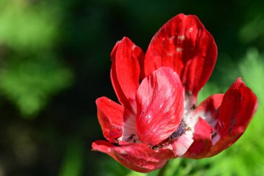 Bahçedeki güzel kırmızı çiçekler