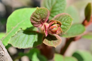 Bahçede büyüyen güzel çiçek tomurcuğu 