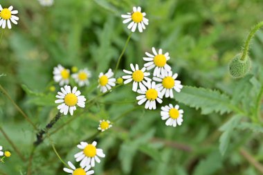 Açık havada yetişen papatya çiçeklerini kapatın.