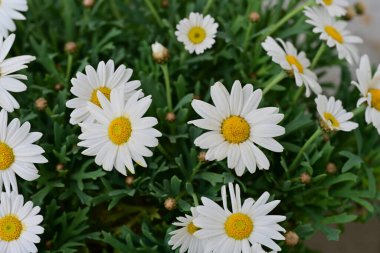 Açık havada yetişen papatya çiçeklerini kapatın.