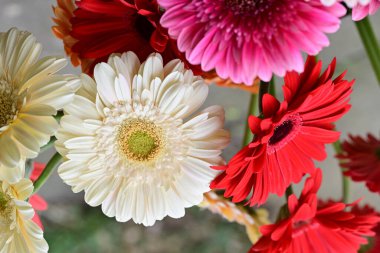 Gerbera papatya çiçeği, yaklaş. 