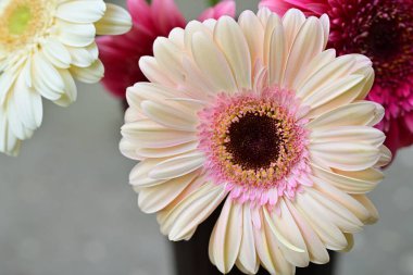 Gerbera papatya çiçeği, yaklaş. 