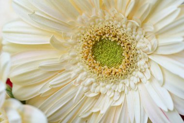 Güzel Gerbera çiçeği, yakın görüş.
