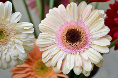 Gerbera papatya çiçeği, yaklaş. 