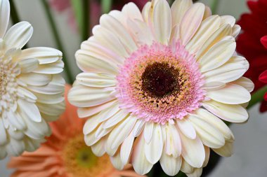 Gerbera papatya çiçeği, yaklaş. 