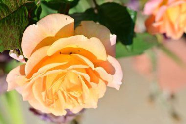 Bahçede portakal gülü 