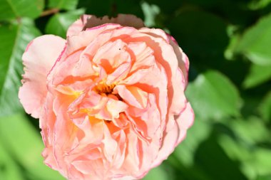 Bahçede portakal gülü 