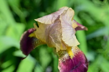 Bahçedeki güzel iris çiçeği