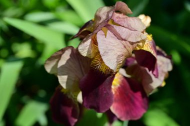 Bahçedeki güzel iris çiçeği