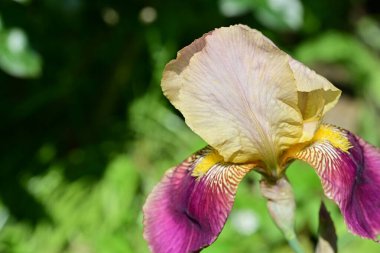 Bahçedeki güzel iris çiçeği