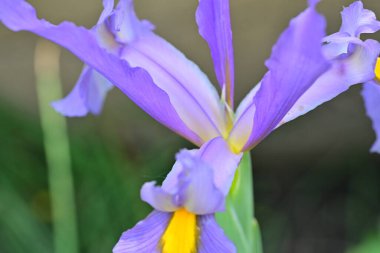 Bahçedeki güzel iris çiçeği