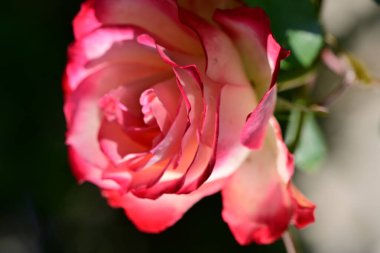 Güzel pembe gül çiçeği 