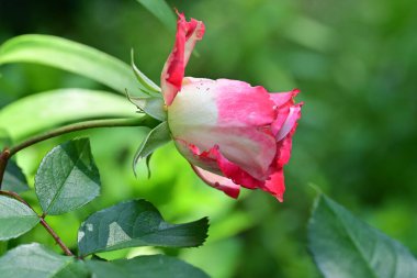 Güzel pembe gül çiçeği 