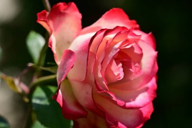 Güzel pembe gül çiçeği 