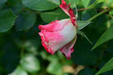 Güzel pembe gül çiçeği 