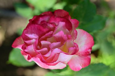 Güzel pembe gül çiçeği 