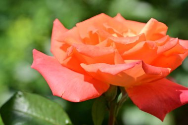 Yaz bahçesinde yetişen güzel gül çiçeğinin yakın çekimi                