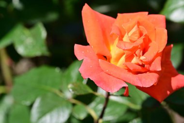 Yaz bahçesinde yetişen güzel gül çiçeğinin yakın çekimi                