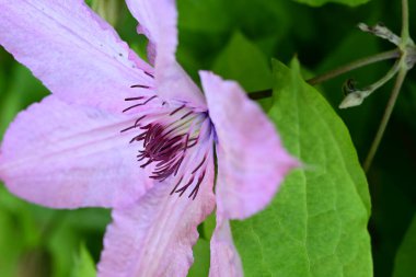 akasma çiçek yakın çekim