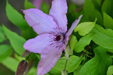 akasma çiçek yakın çekim