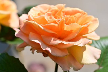 Bahçede portakal gülü 