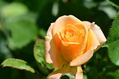 Bahçede portakal gülü 