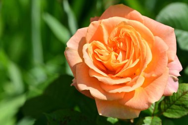 Bahçede portakal gülü 