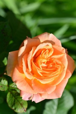 Bahçede portakal gülü 