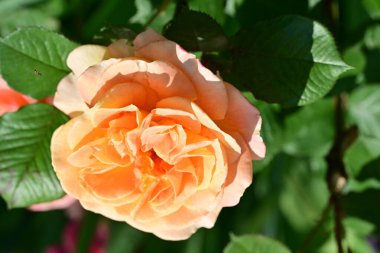 Bahçede portakal gülü 