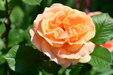 Bahçede portakal gülü 